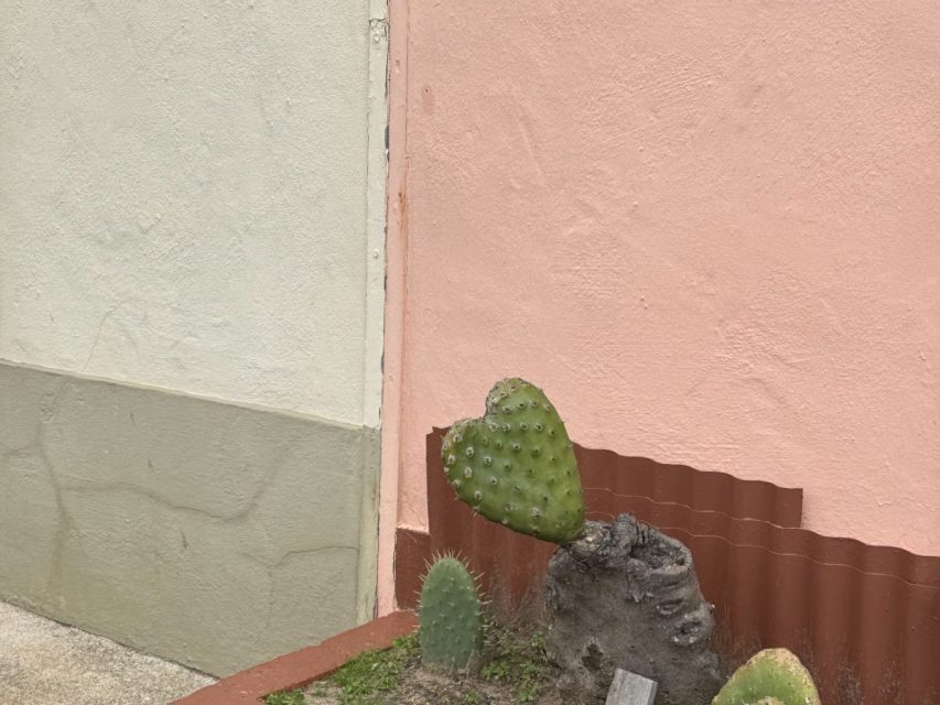 A small cactus with a heart-shaped pad grows next to a larger stump against a pink and beige wall. A red corrugated metal sheet partially covers the base.
