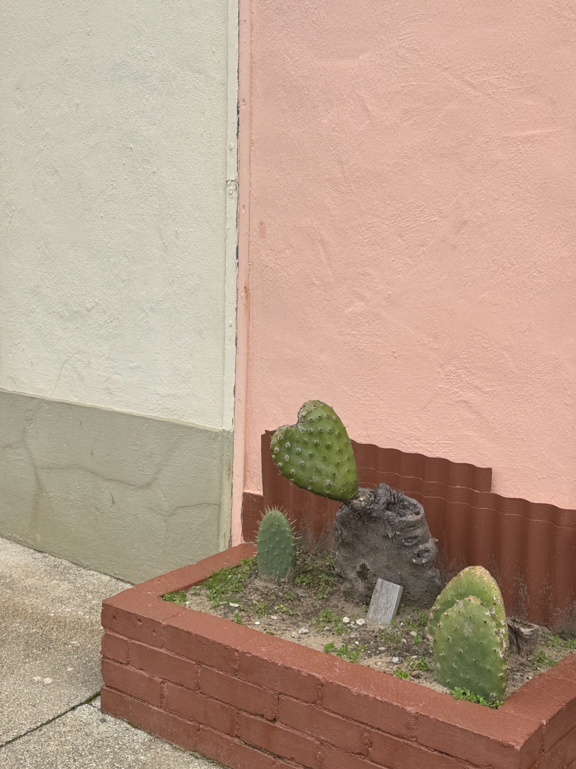 A heart-shaped cactus growing in a brick planter against a pale pink wall with a cream section on the left.