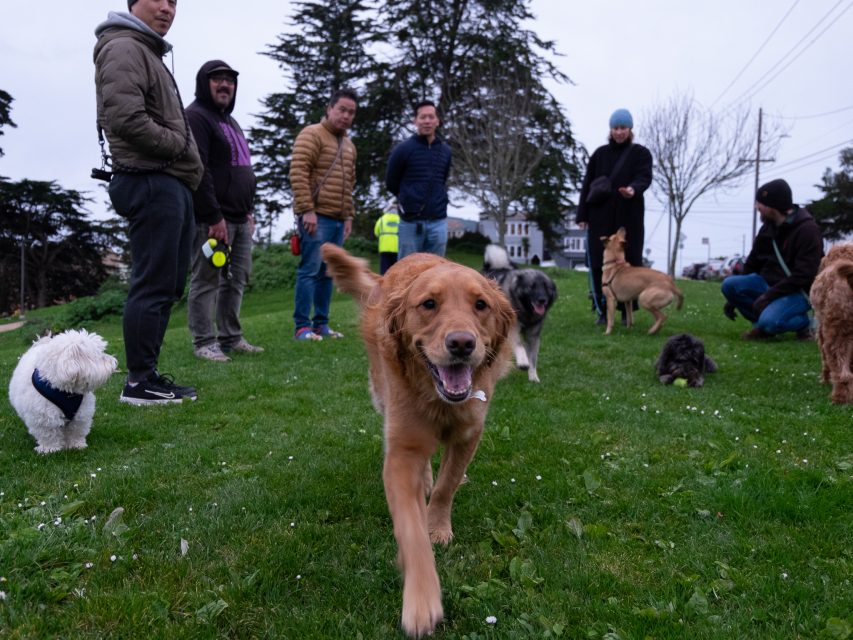Golden retriever walking toward the camera on a grass field, surrounded by other dogs and seven people standing or crouching. Trees and a house are visible in the background.