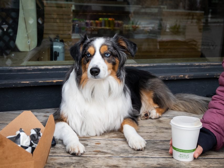 A tricolor dog with blue eyes lies on a wooden table next to a takeout cup and a cardboard food box with tissue paper.