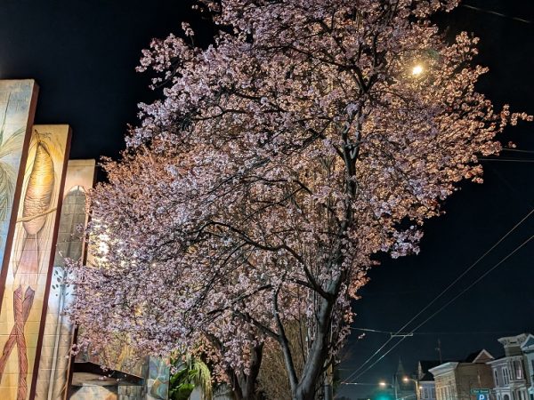 A flowering tree with pink blossoms is illuminated at night near a building featuring murals, under streetlights.