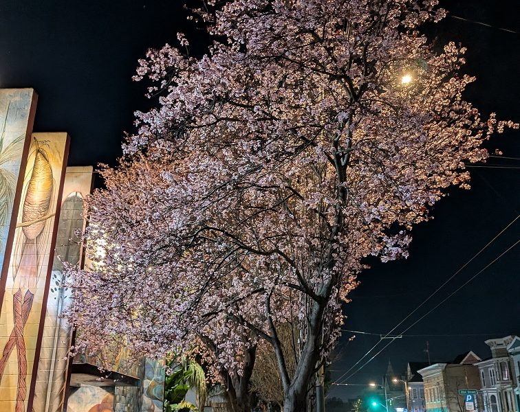 Cherry blossom tree at night on a city street, illuminated by a streetlight, with parked cars and a mural on the building.