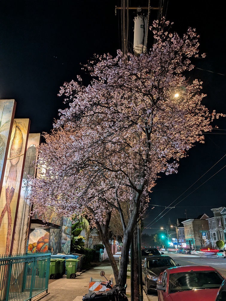 Cherry blossom tree at night on a city street, illuminated by a streetlight, with parked cars and a mural on the building.