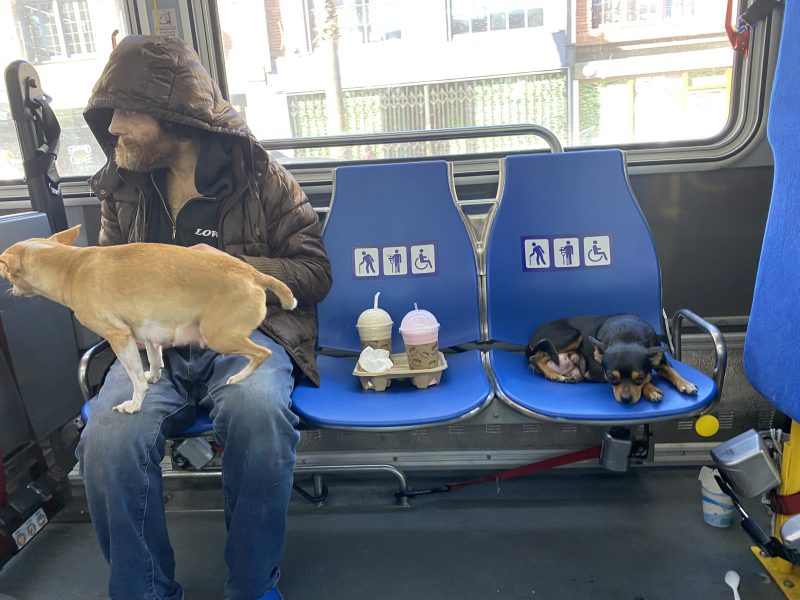 A man and two dogs sit on a bus. The man wears a hooded jacket. Two drinks sit on the seat next to him, and a dog rests beside them. Another dog stands on its hind legs next to him.