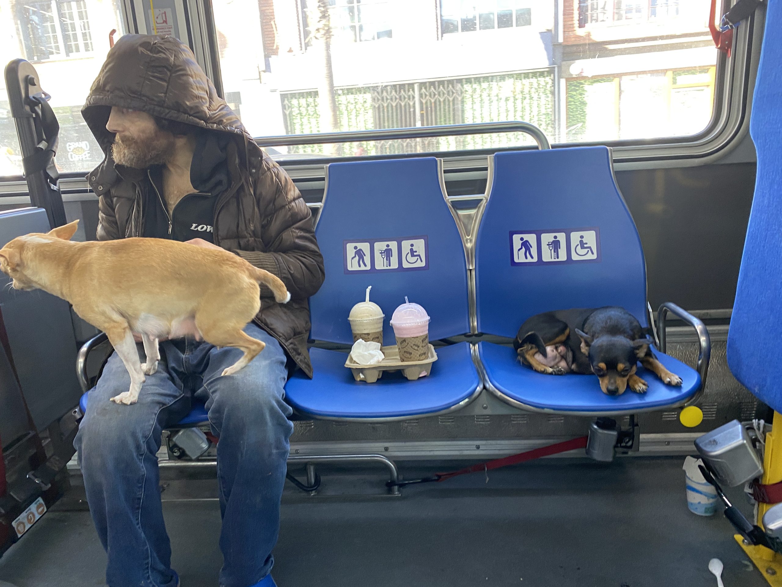 A man and two dogs sit on a bus. The man wears a hooded jacket. Two drinks sit on the seat next to him, and a dog rests beside them. Another dog stands on its hind legs next to him.