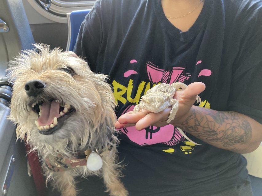 Person holding a bearded dragon in one hand while a happy dog with shaggy fur sits beside them.