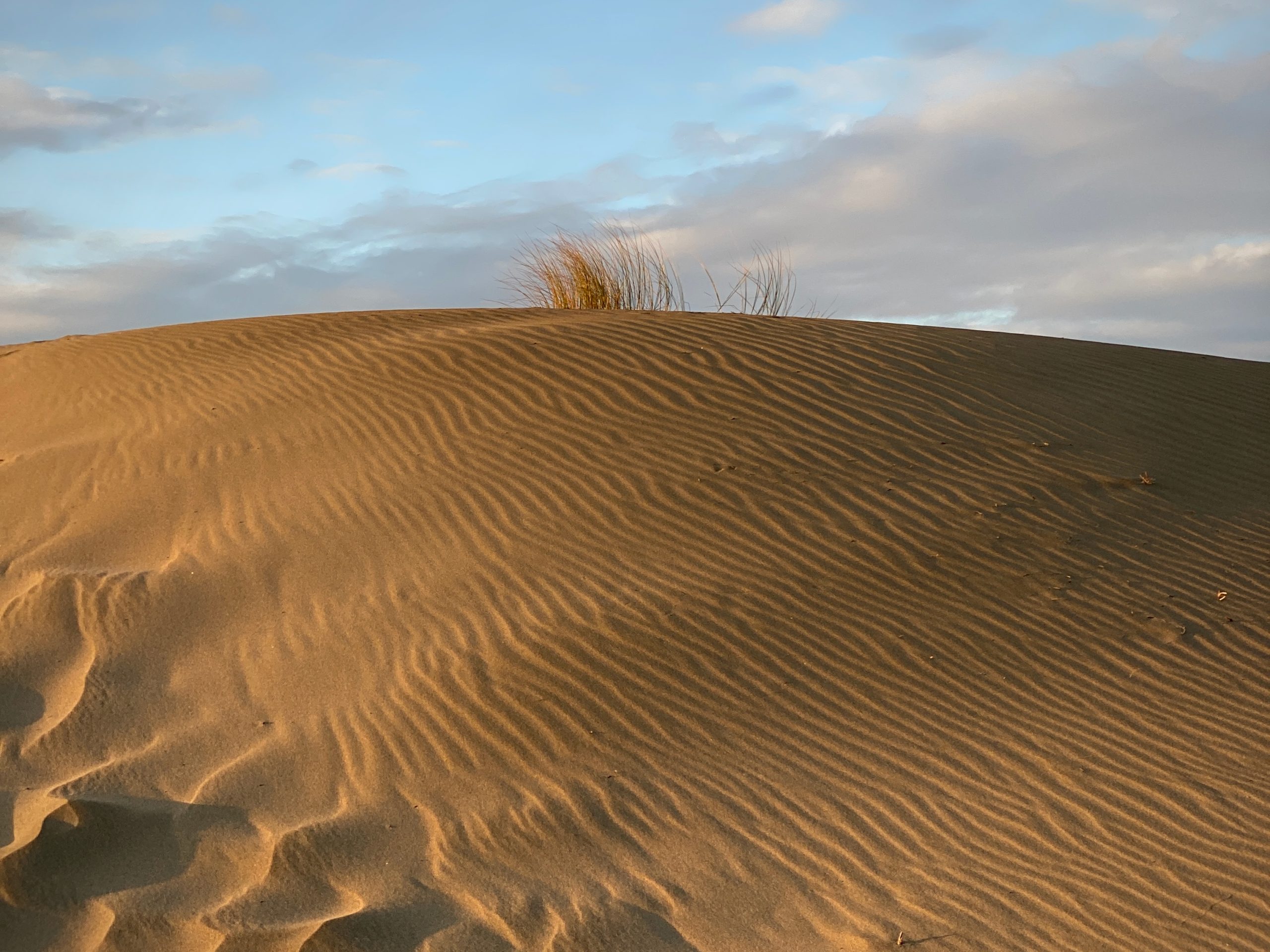 Sand dune with wind-formed ripples, small clump of grass on top, under a partly cloudy sky.