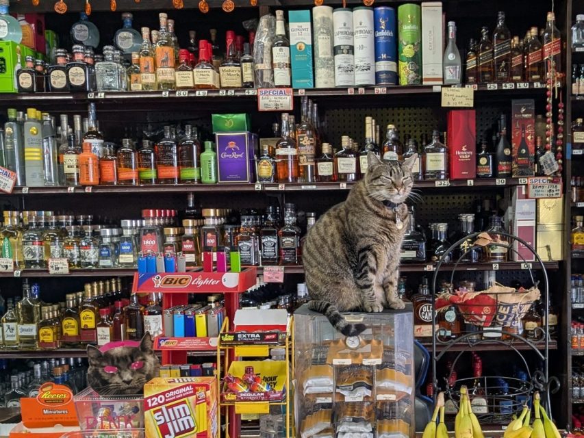 Two cats sit on counters in a liquor store, surrounded by various bottles and snacks.