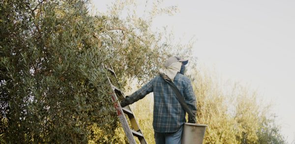 A person wearing a hat and plaid shirt stands on a ladder beside an olive tree, holding a bucket.