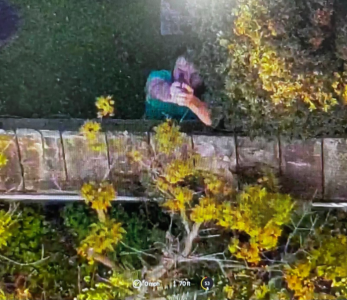 A person in a green shirt takes a selfie while standing next to a tree and a fence in a garden, with the scene captured from above, reminiscent of a watchful police drone surveying the area.