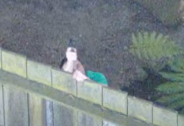 A person behind a fence is holding a phone with the screen visible while standing near a leafy plant.
