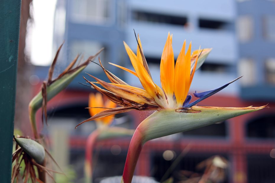 A close-up of a bird of paradise flower with bright orange and blue petals, set against a blurred urban background with buildings.