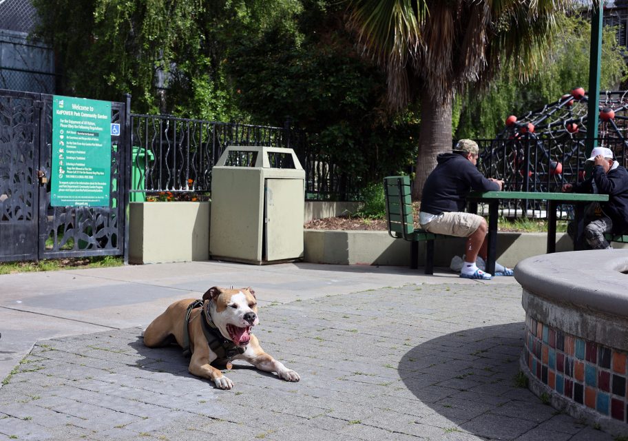A tan and white dog lies on a stone path near a trash bin, while two men sit and talk at a picnic table in a park.