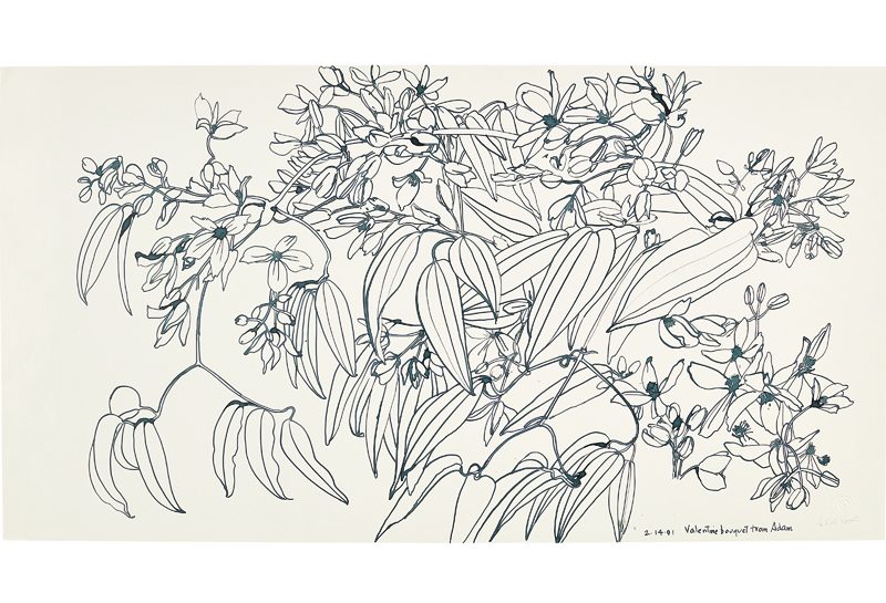 Line drawing of a plant with long leaves and clusters of small flowers. The artwork is detailed, featuring intricate curves and intersections.
