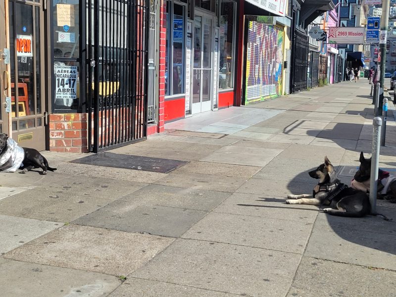 Three dogs are lying on a city sidewalk outside storefronts, two leashed to a pole and one lying near a gated door in sunlight.