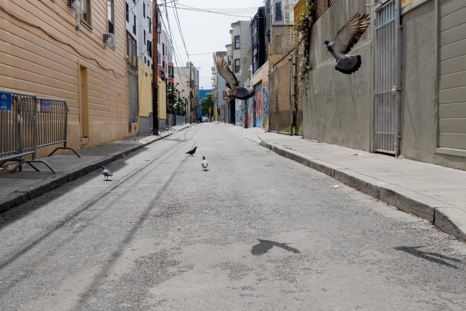 Pigeons flying and walking in an empty urban alley lined with painted buildings and metal barriers.