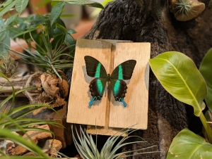 A green and black butterfly is pinned to a wooden board, surrounded by green plants and a piece of tree bark.