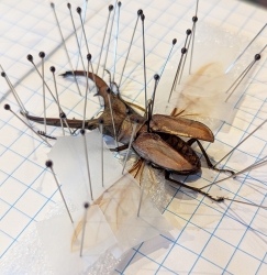 A beetle specimen is pinned for display and preservation on graph paper, with its legs and wings spread and secured by multiple pins and tape.