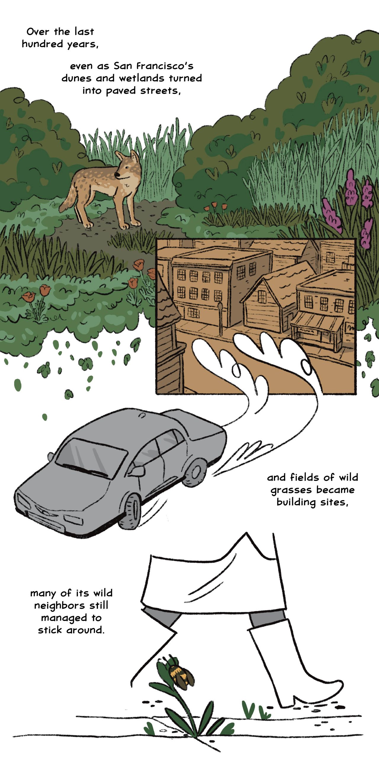 Over the last hundred years, even as San Francisco’s dunes and wetlands turned into paved streets, and fields of wild grasses became building sites, many of its wild neighbors still managed to stick around. 