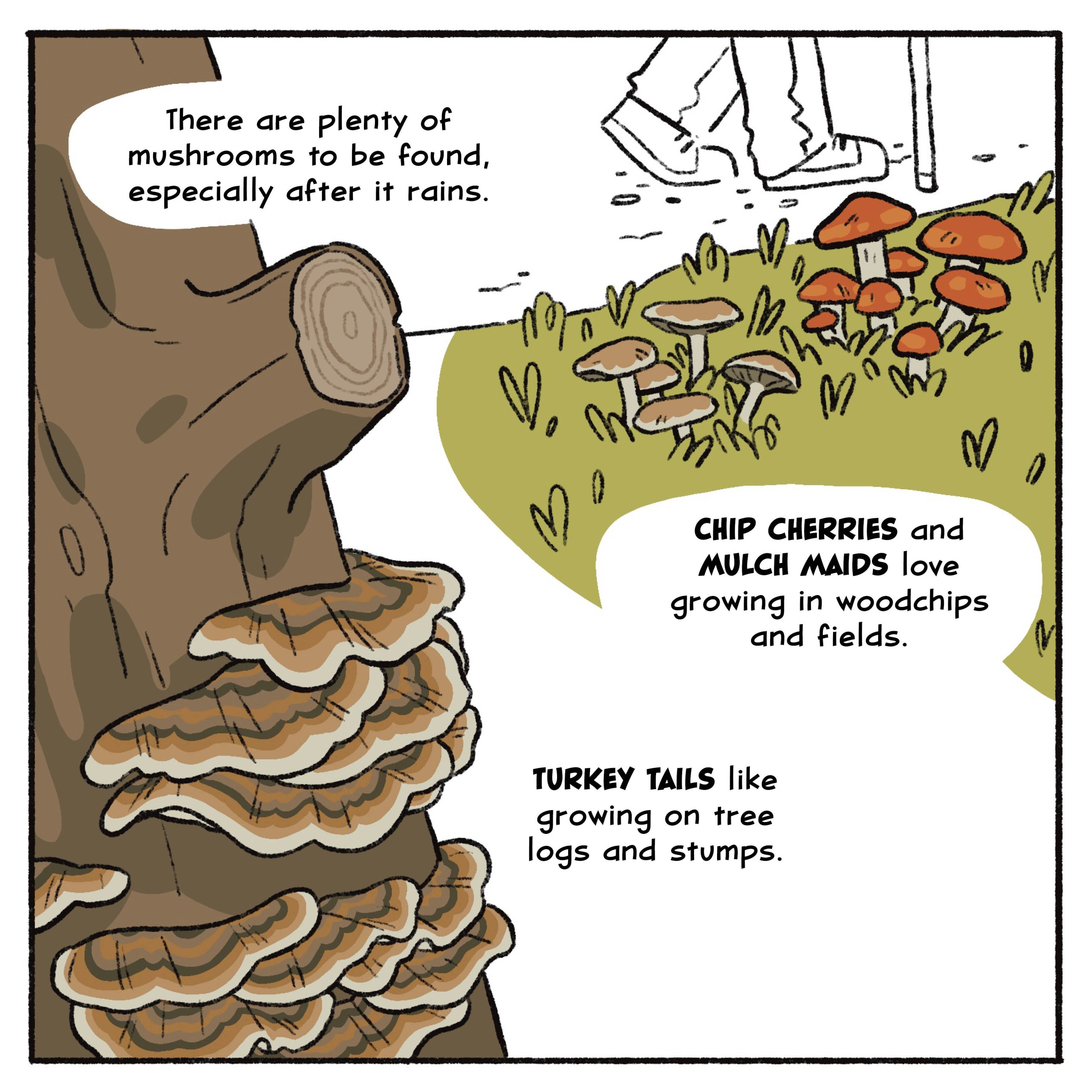 There are plenty of mushrooms to be found, especially after it rains.

Chip cherries and mulch maids love growing in woodchips and fields.

Turkey tails like growing on tree logs and stumps.