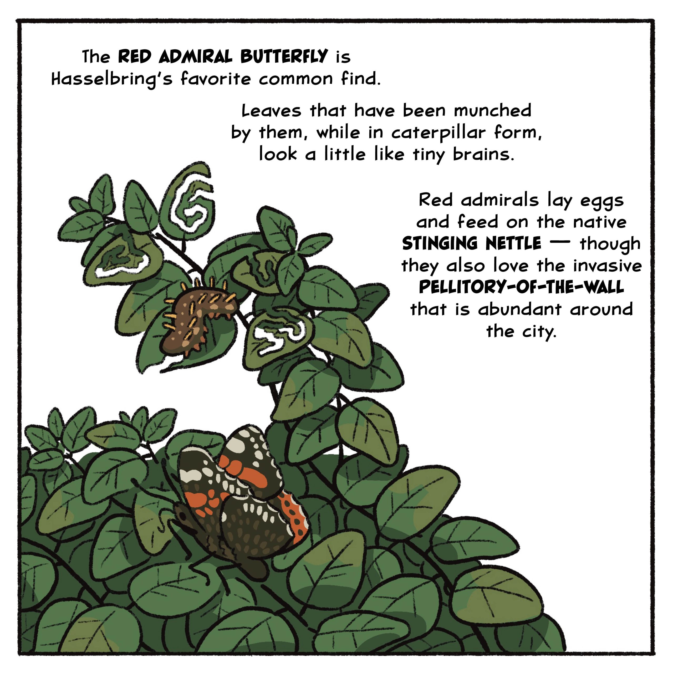 The red admiral butterfly is Hasselbring’s favorite common find. Leaves that have been munched by them, while in caterpillar form, look a little like tiny brains. 

Red admirals lay eggs and feed on the native stinging nettle — though they also love the invasive pellitory-of-the-wall that is abundant around the city.