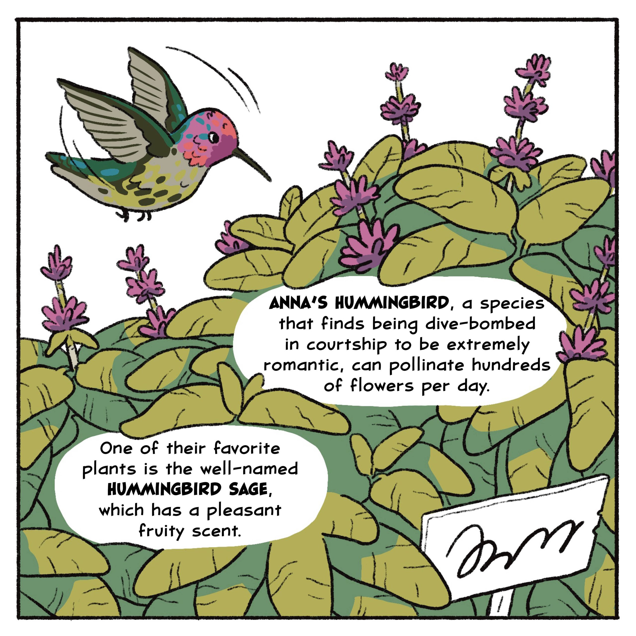 Anna’s hummingbird, a species that finds being dive-bombed in courtship to be extremely romantic, can pollinate hundreds of flowers per day.

One of their favorite plants is the well-named hummingbird sage, which has a pleasant fruity scent.