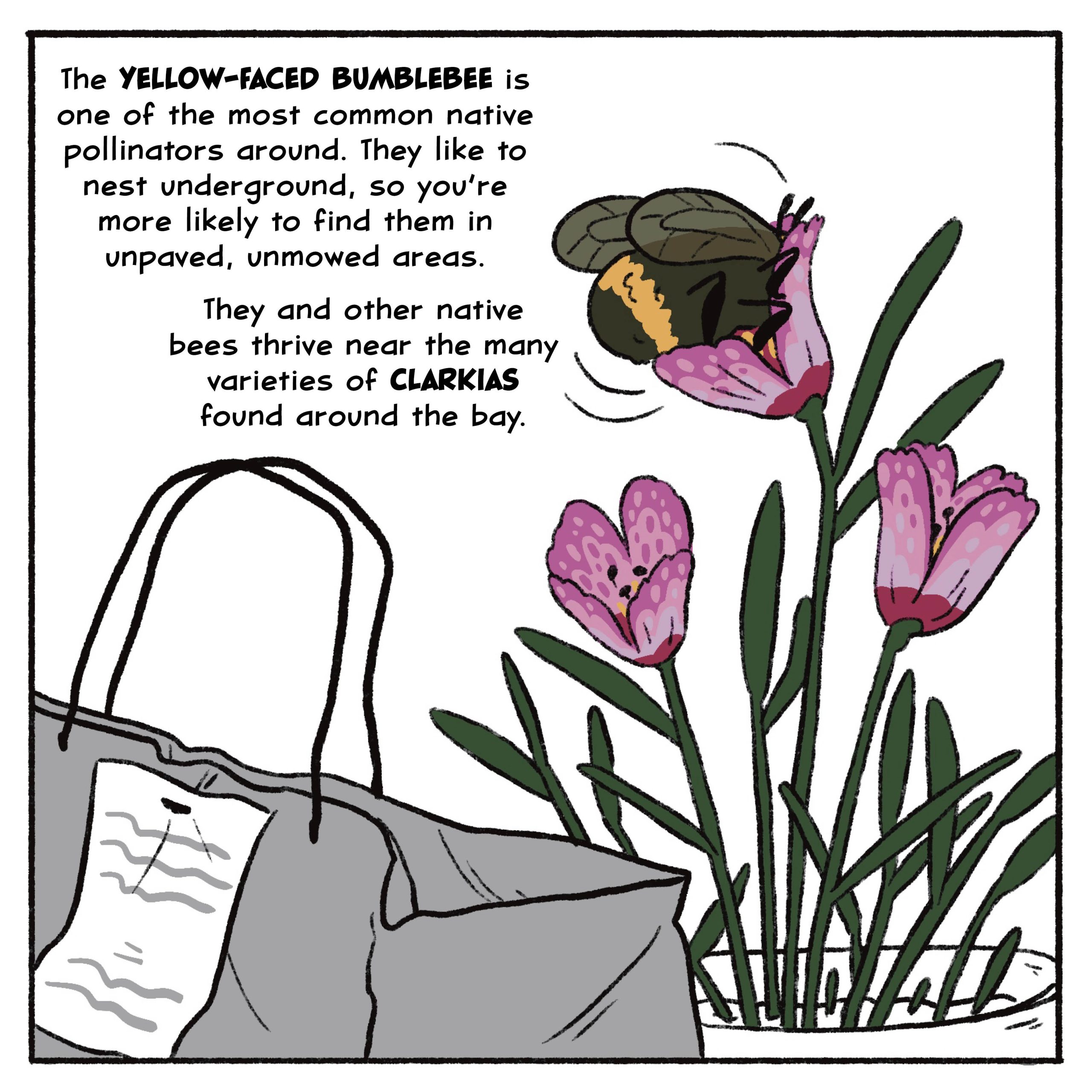 The yellow-faced bumblebee is one of the most common native pollinators around. They like to nest underground, so you’re more likely to find them in unpaved, unmowed areas.

They and other native bees thrive near the many varieties of Clarkias found around the bay.