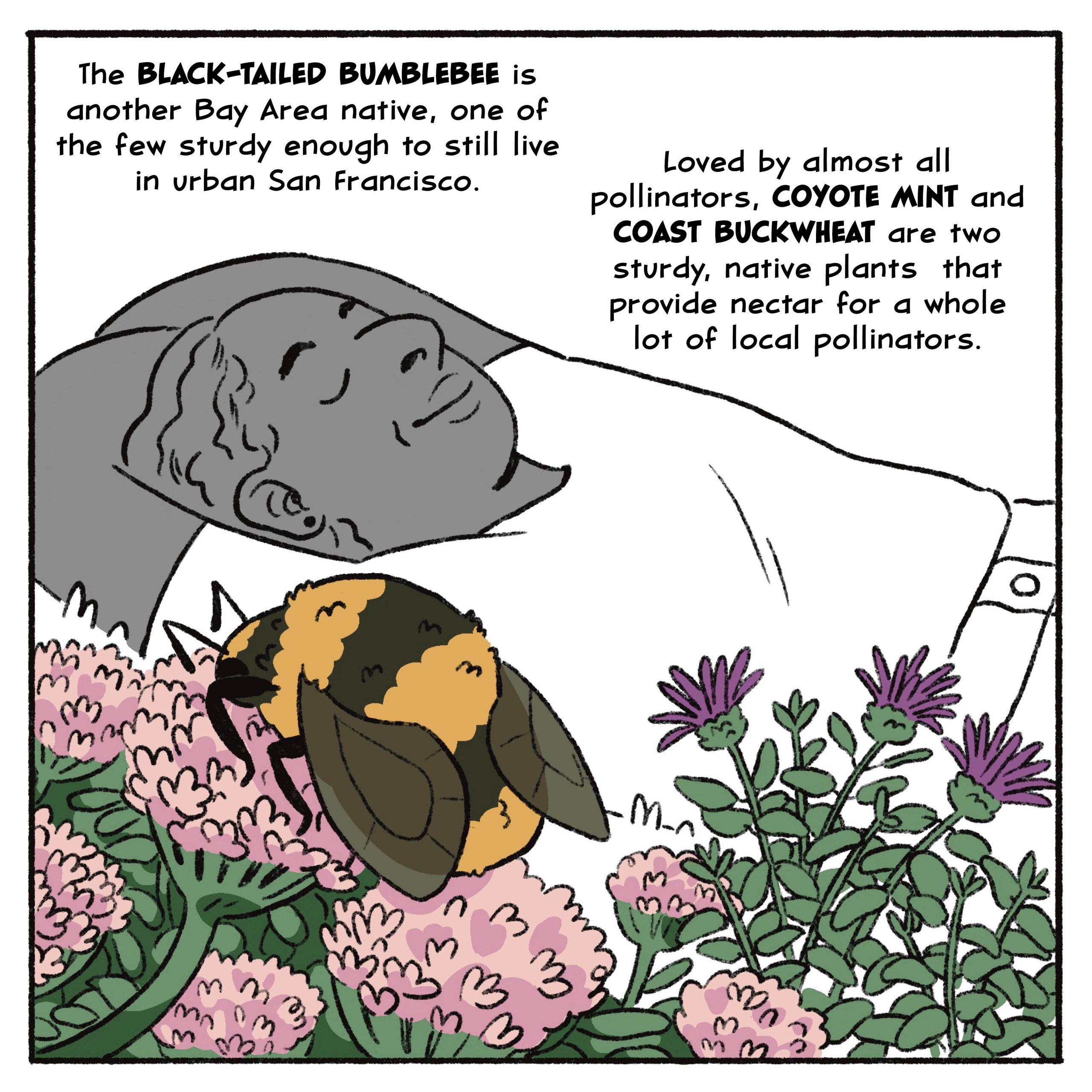 The black-tailed bumblebee is another Bay Area native, one of the few sturdy enough to still live in urban San Francisco.

Loved by almost all pollinators, coyote mint and coast buckwheat are two sturdy, native plants  that provide nectar for a whole lot of local pollinators.