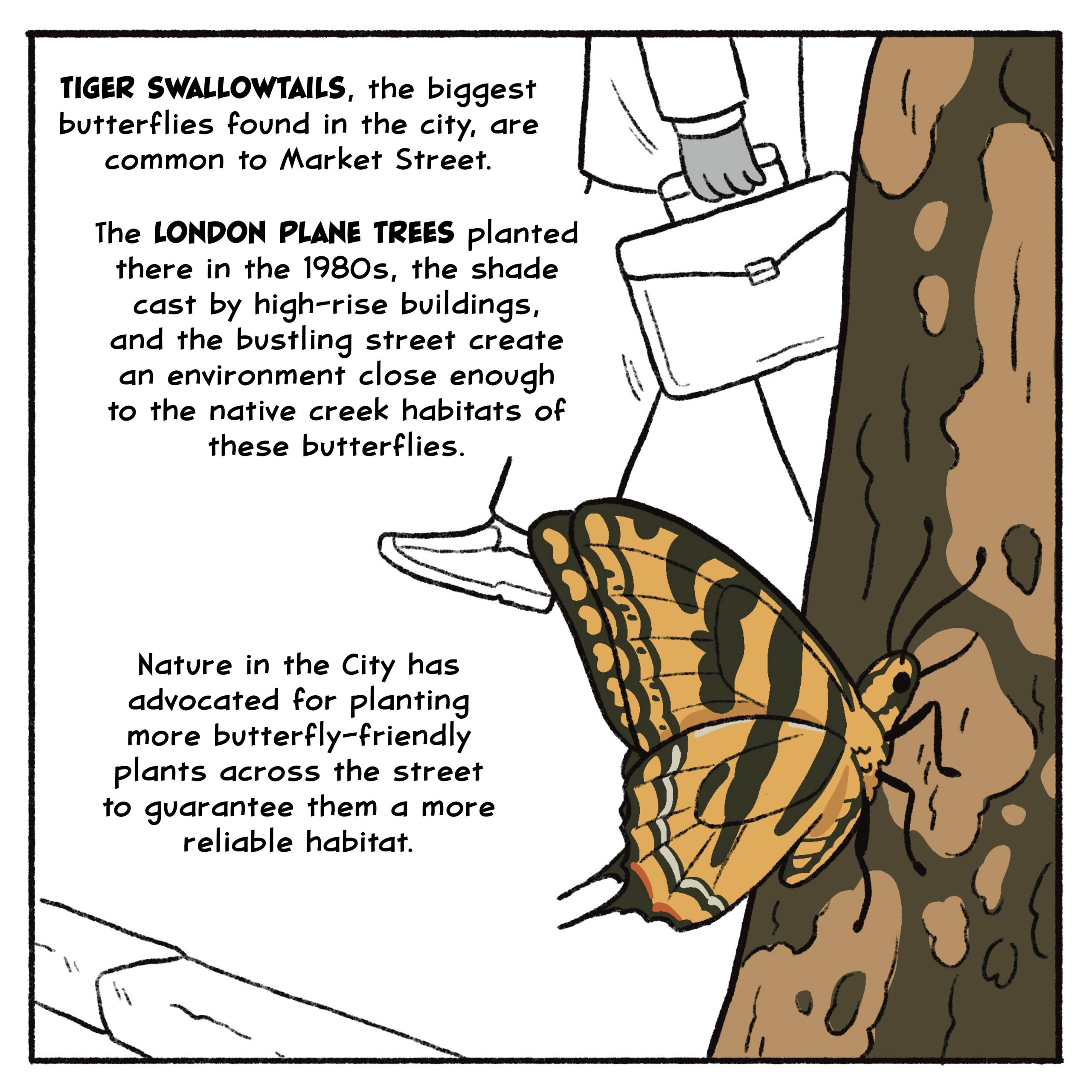 Tiger swallowtails, the biggest butterflies found in the city, are common to Market Street. The London plane trees planted there in the 1980s, the shade cast by high-rise buildings, and the bustling street create an environment close enough to the native creek habitats of these butterflies. 

Nature in the City has advocated for planting more butterfly-friendly plants across the street to guarantee them a more reliable habitat.