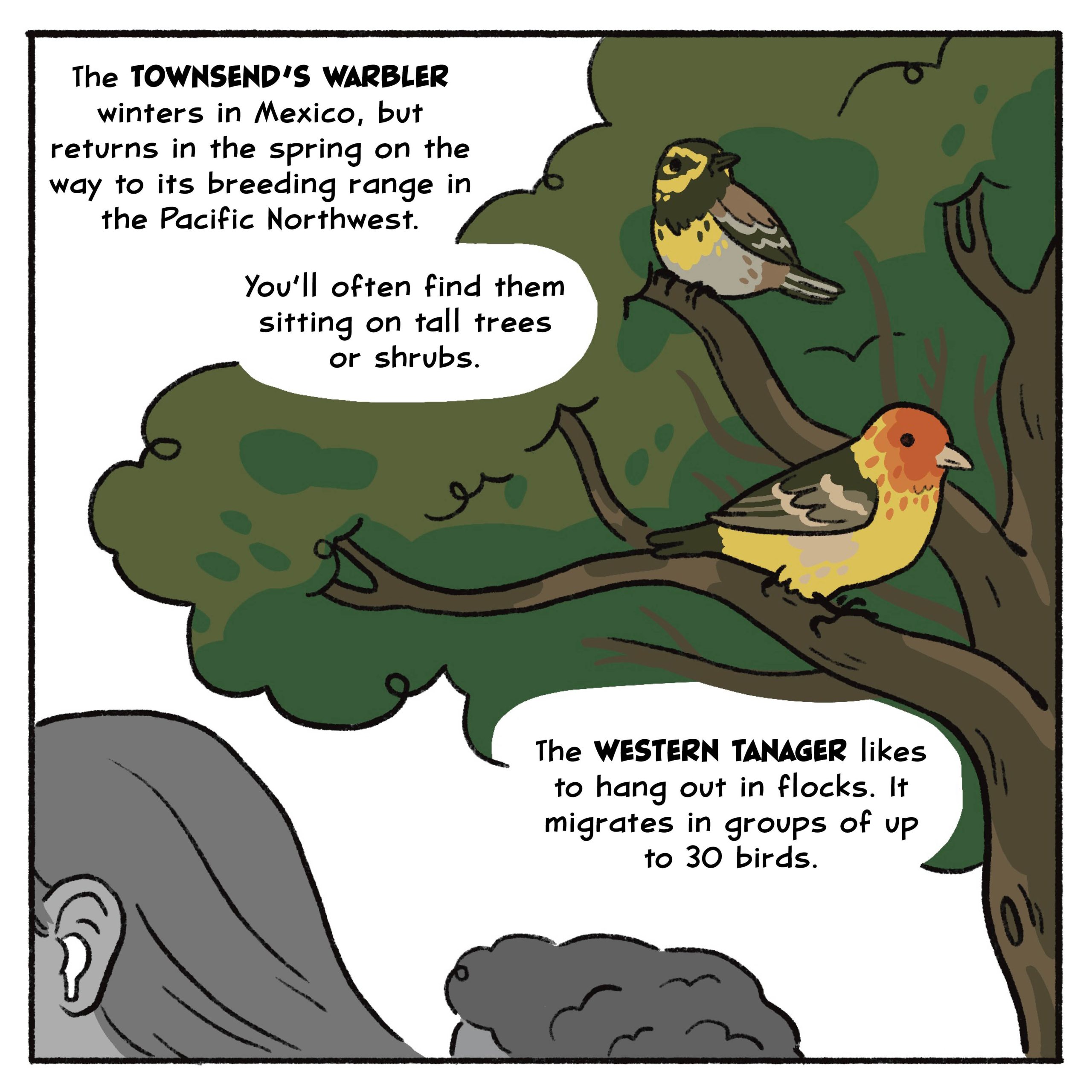 The Townsend’s warbler winters in Mexico, but returns in the spring on the way to its breeding range in the Pacific Northwest. You’ll often find them sitting on tall trees or shrubs.

The western tanager likes to hang out in flocks. It migrates in groups of up to 30 birds.