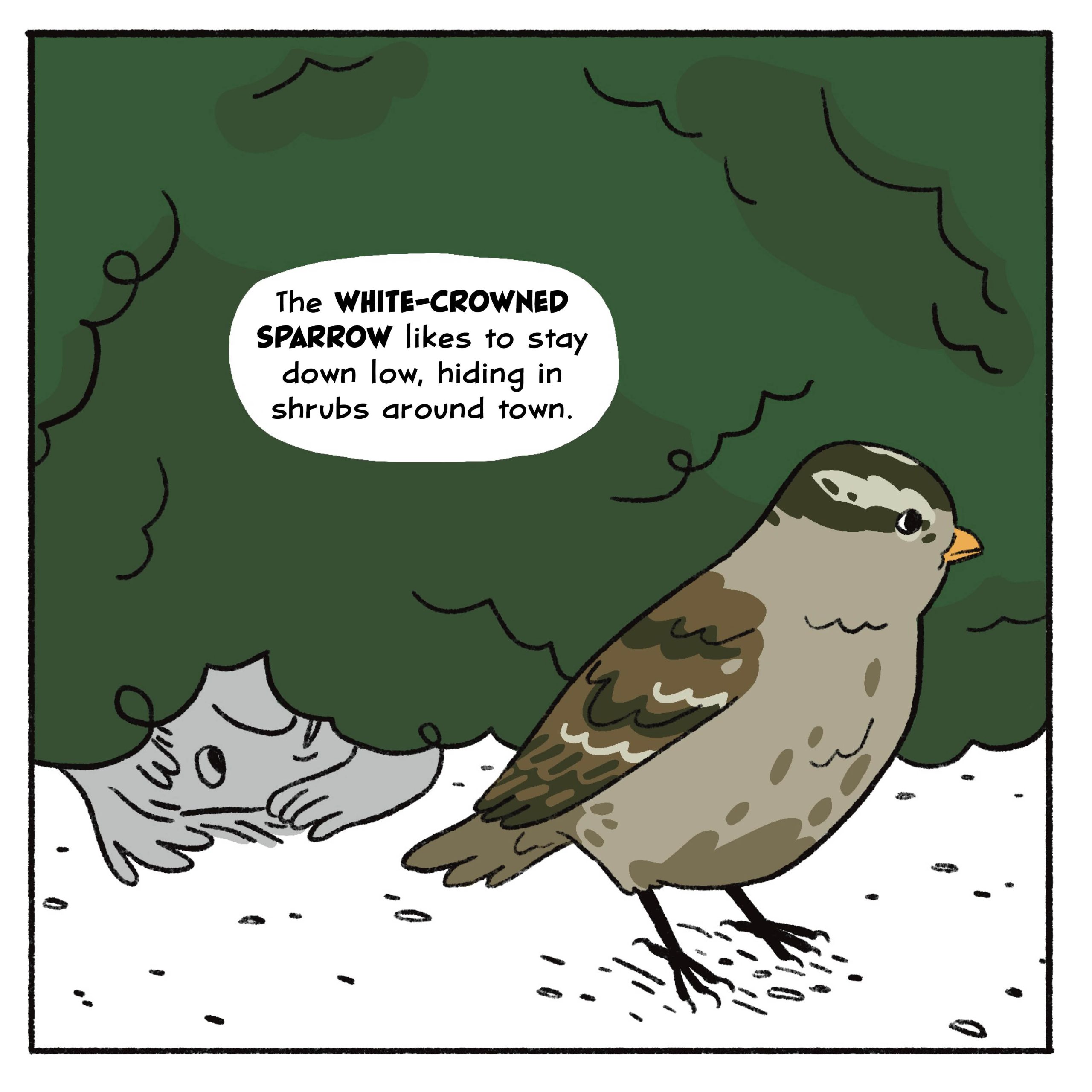 The white-crowned sparrow likes to stay down low, hiding in shrubs around town.