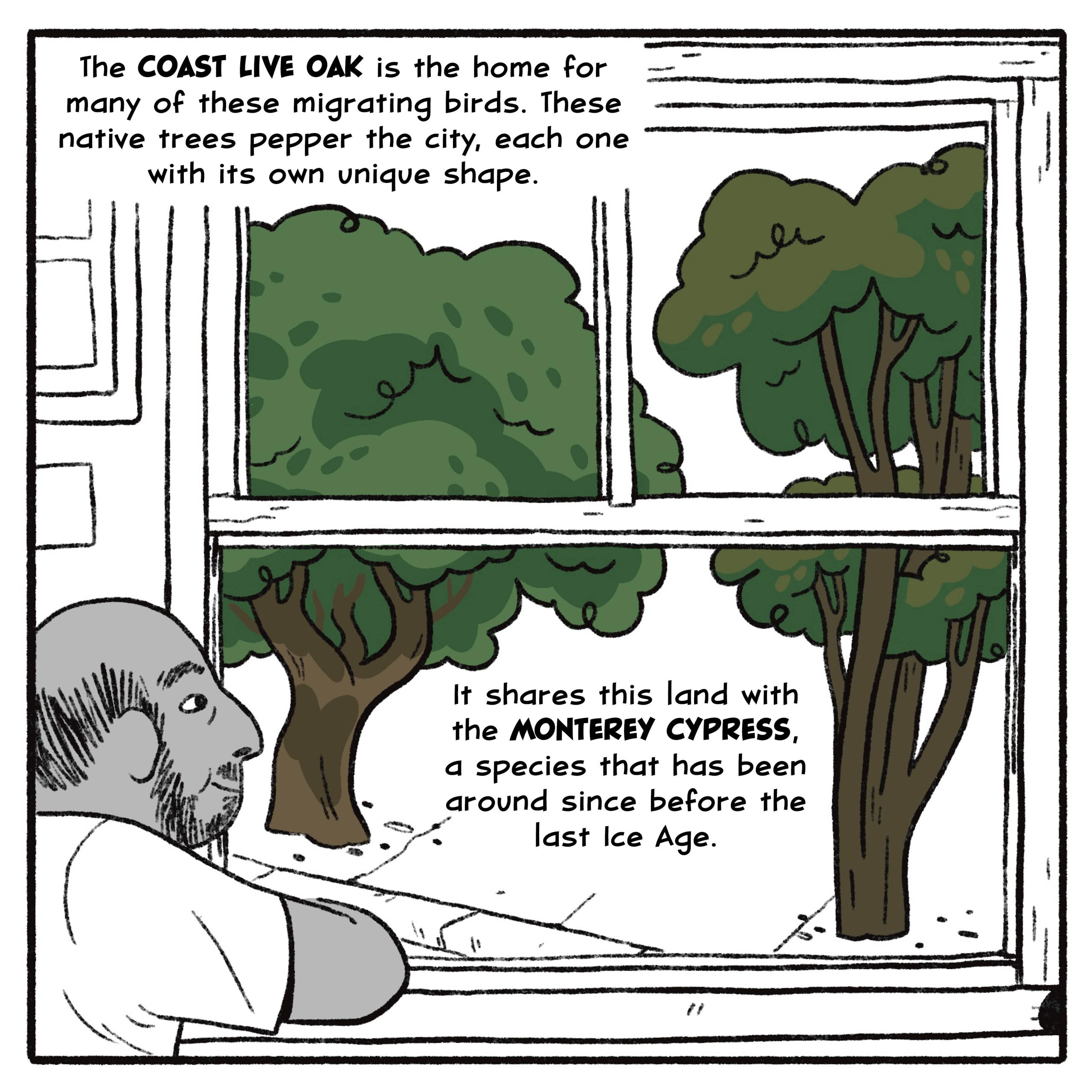 The coast live oak is the home for many of these migrating birds. These native trees pepper the city, each one with its own unique shape.

It shares this land with the Monterey cypress, a species that has been around since before the last Ice Age.