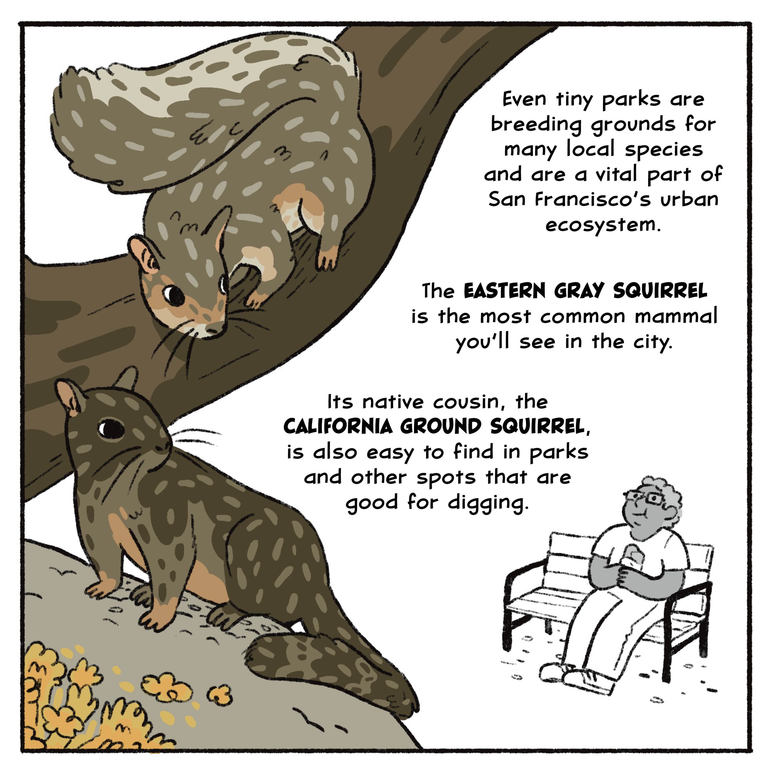 Even tiny parks are breeding grounds for many local species and are a vital part of San Francisco’s urban ecosystem.

The eastern gray squirrel is the most common mammal you’ll see in the city. Its native cousin, the California ground squirrel, is also easy to find in parks and other spots that are good for digging.