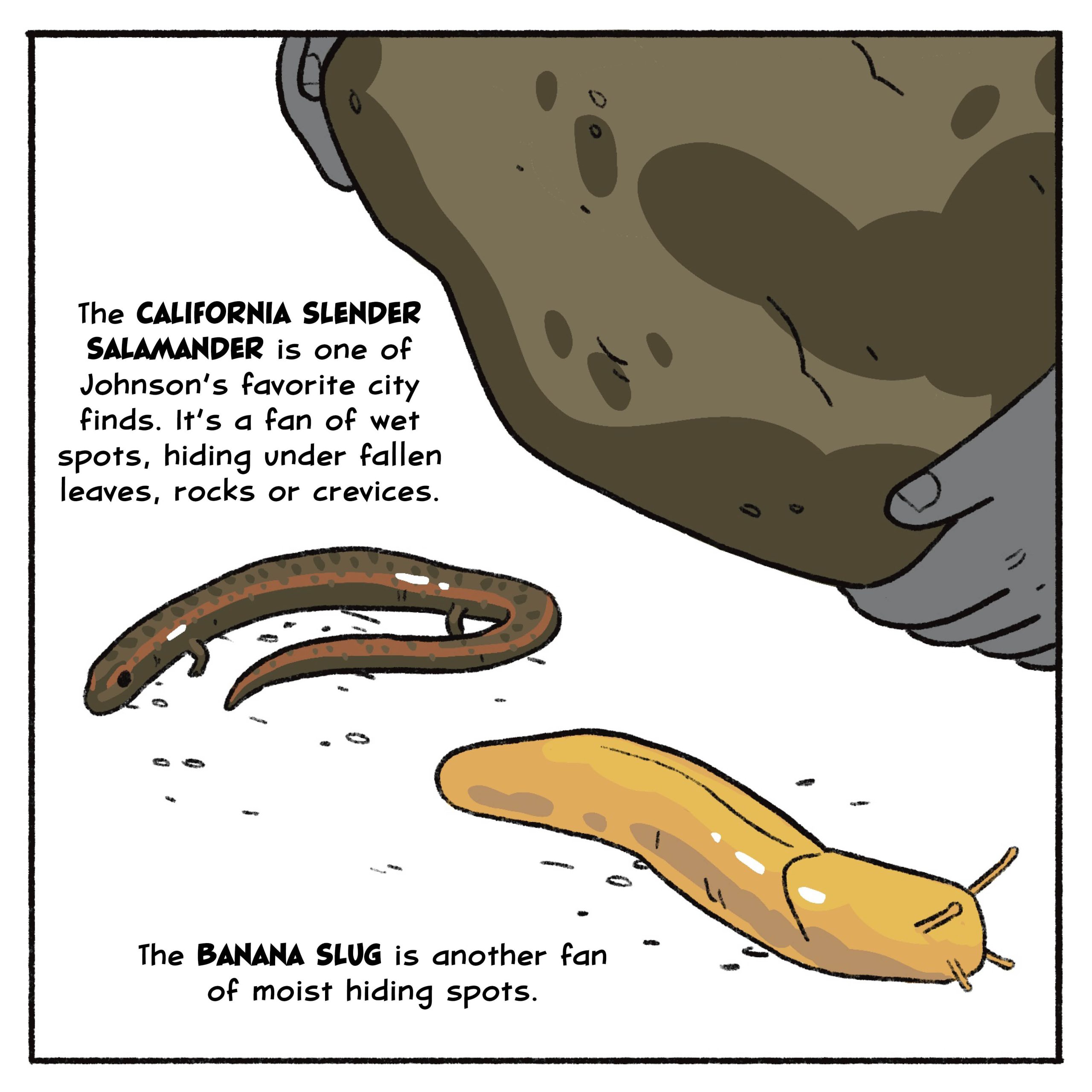 The California slender salamander is one of Johnson’s favorite city finds. It’s a fan of wet spots, hiding under fallen leaves, rocks or crevices.

The banana slug is another fan of moist hiding spots. 