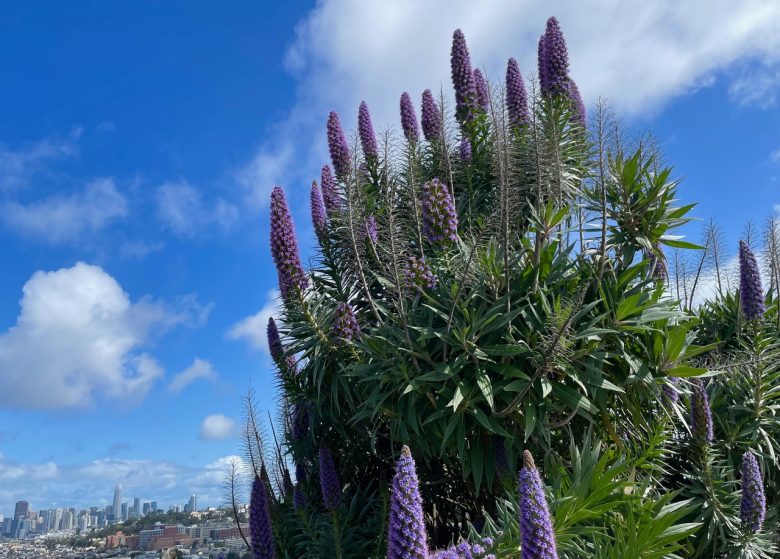 Tall purple flowers with spiky leaves in the foreground, city skyline visible under a blue sky with clouds in the background.