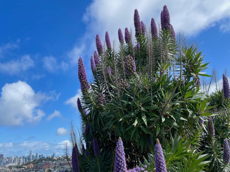 Tall purple flowers with spiky leaves in the foreground, city skyline visible under a blue sky with clouds in the background.