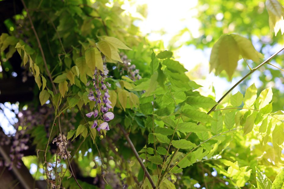 Sunlight filters through green leaves and purple wisteria flowers hanging from a vine.