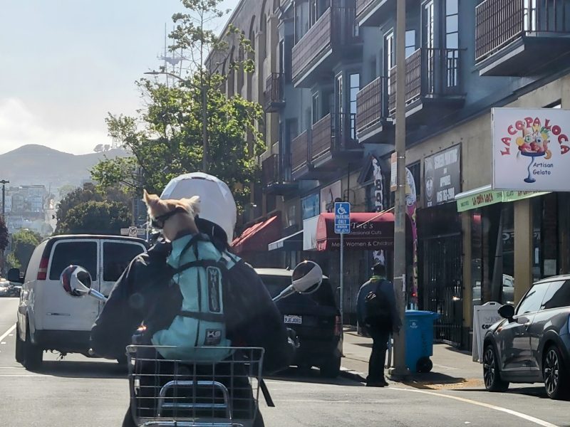 Person riding a bicycle with a dog in a backpack on an urban street lined with parked cars and storefronts during the day.