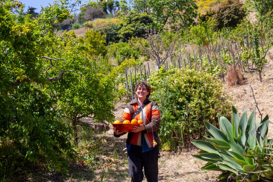 A person stands outdoors on a hillside, holding a bowl filled with oranges, surrounded by green plants and trees.