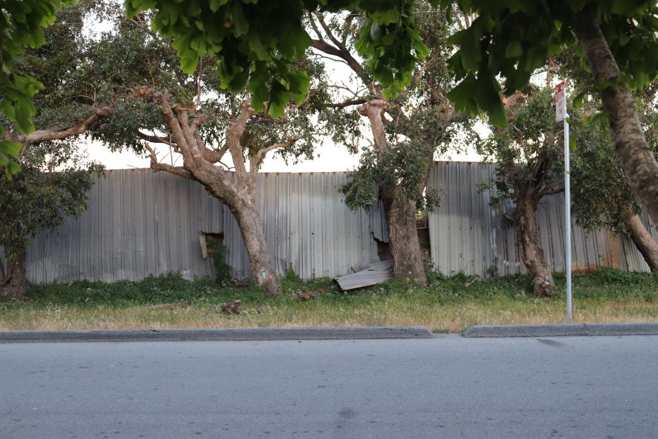 A corrugated metal fence with holes and damage stands behind several large trees, with grass and a road in the foreground.