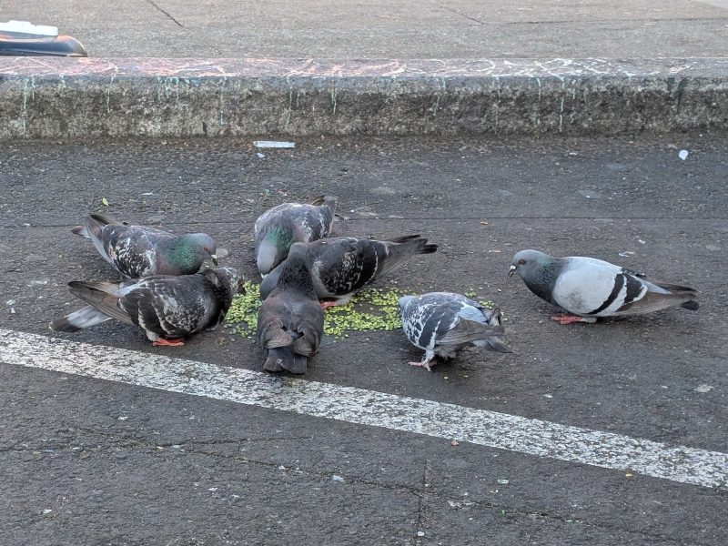 A group of pigeons is gathered on a paved surface, pecking at scattered food near a curb.
