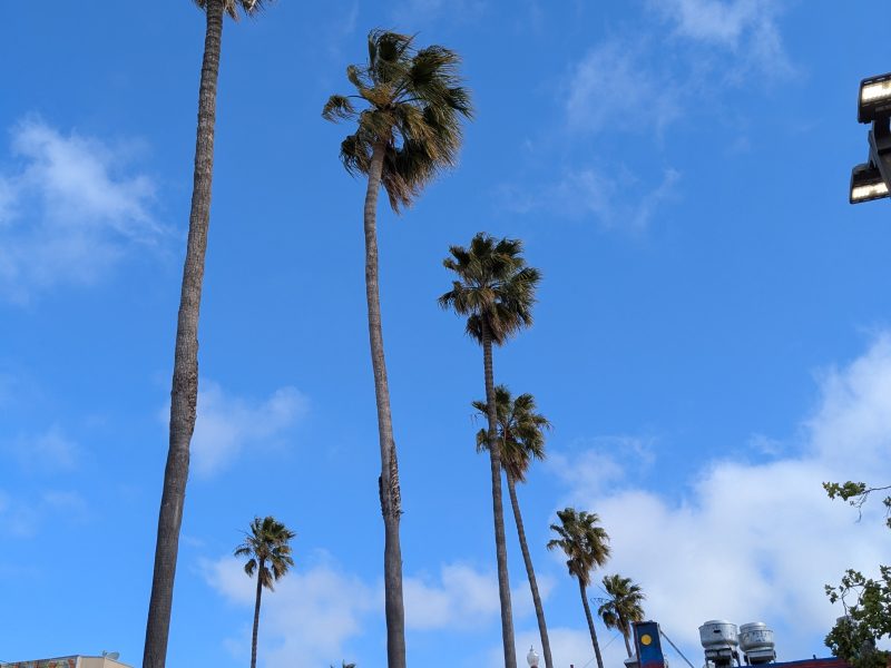 Tall palm trees line a city street with colorful buildings, signs, and a bright blue sky with scattered clouds in the background.
