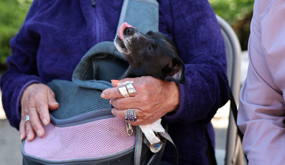 A small black dog pokes its head out of a purple pet carrier held by a person wearing rings and a purple jacket, sitting beside another person.