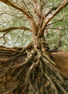 Large tree with thick, exposed roots spreading across the ground, trunk and branches extending upward, surrounded by green foliage.
