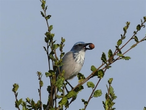 A bird perched on a branch holds a small round berry or nut in its beak against a clear sky background.