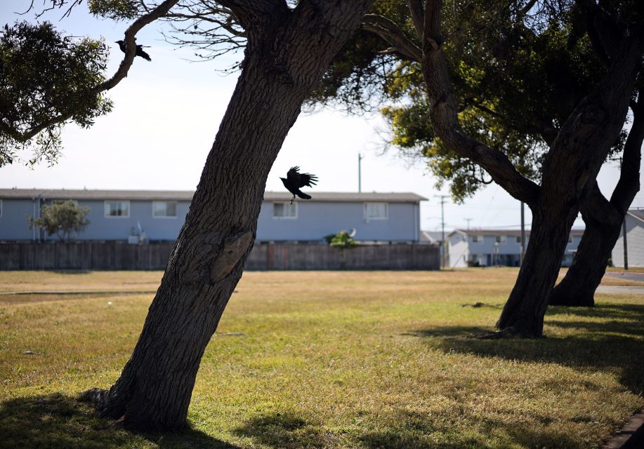 A bird flies near tree trunks in a grassy field with a residential building and wooden fence in the background on a sunny day.