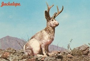 A jackrabbit sits on rocky ground with antlers attached to its head under a clear blue sky; mountains are visible in the background. The word "Jackalope" appears in the top left corner.