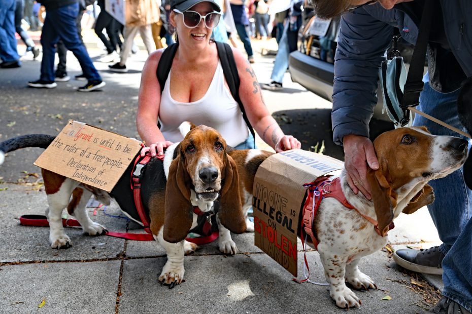 Two basset hounds with protest signs on their backs are accompanied by people at an outdoor public demonstration.