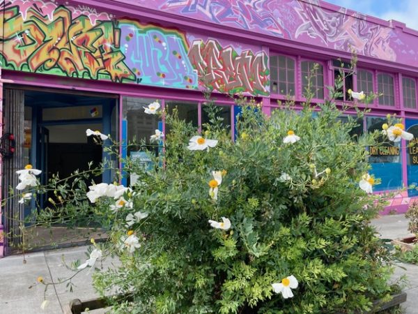 Shrub with white flowers in front of a purple building with colorful graffiti on the upper facade and large windows.
