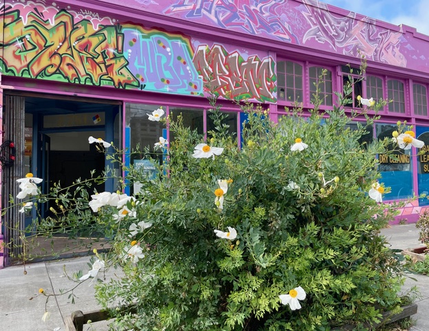 Bush with white flowers in front of a purple building covered in colorful graffiti and street art, with large windows and an open door.